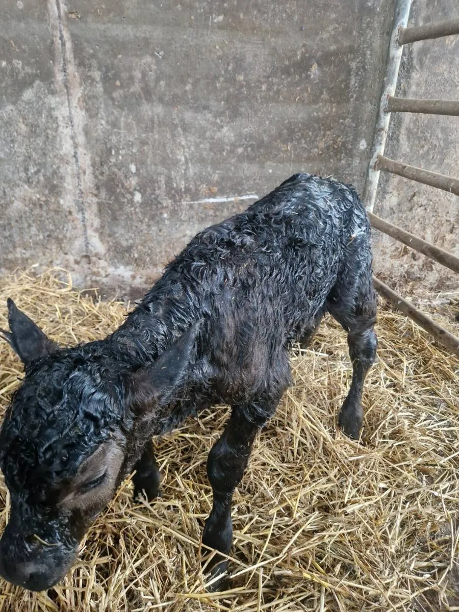 New born calf - Image 1