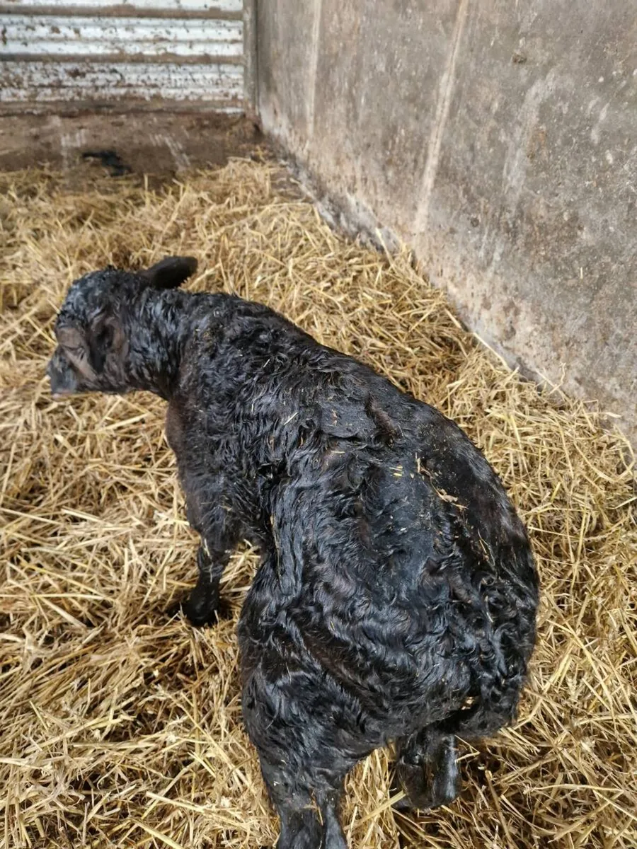 New born calf - Image 2