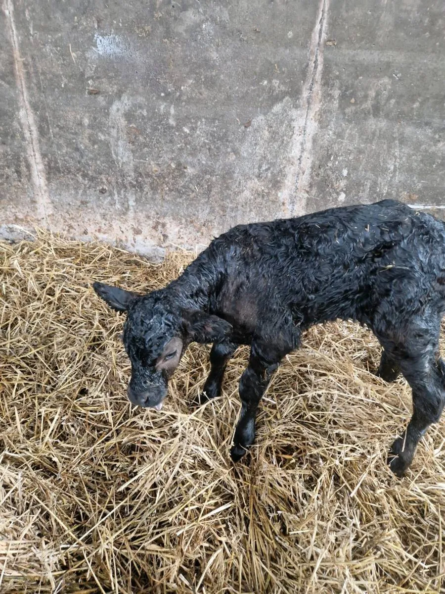 New born calf - Image 3