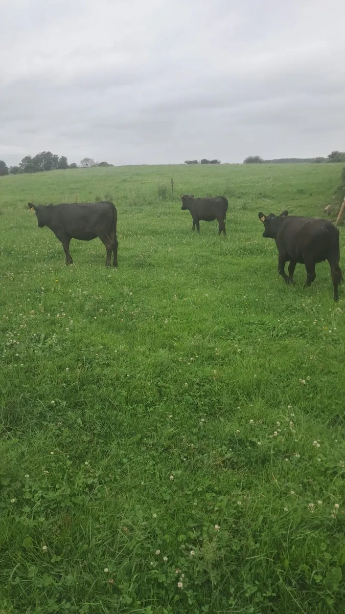 4 Angus heifers - Image 1