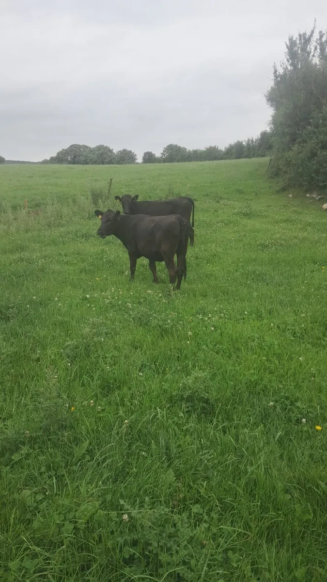 4 Angus heifers - Image 2