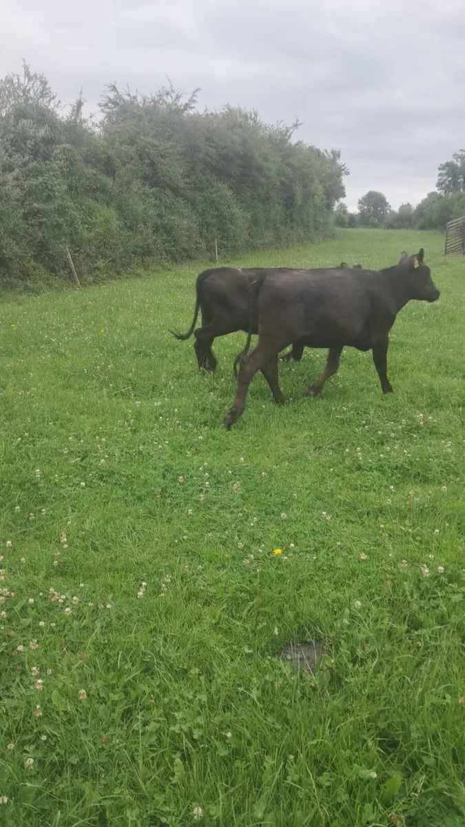 4 Angus heifers - Image 3