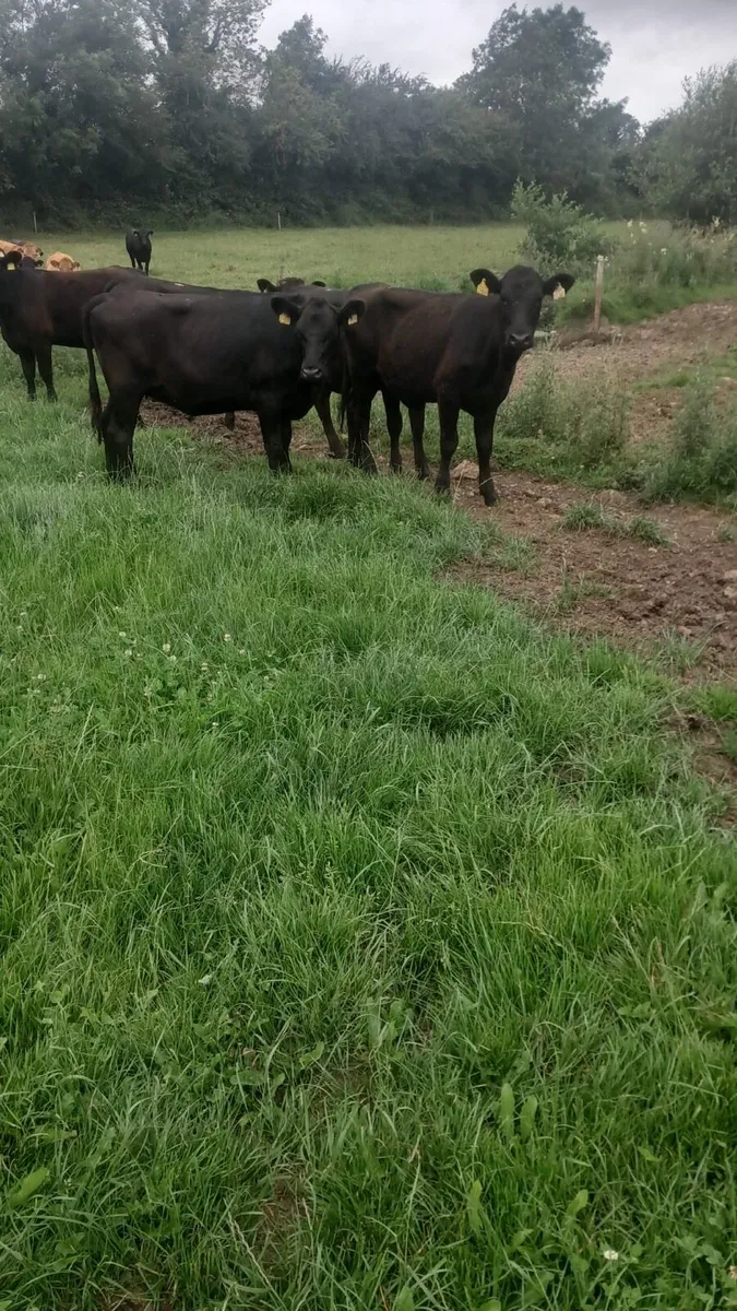 4 Angus heifers - Image 4