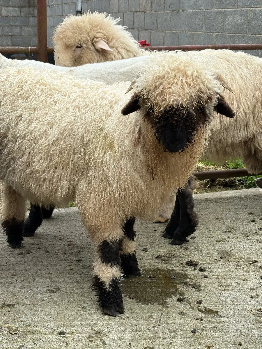 Valais Blacknose cross ram lambs for sale - Image 1
