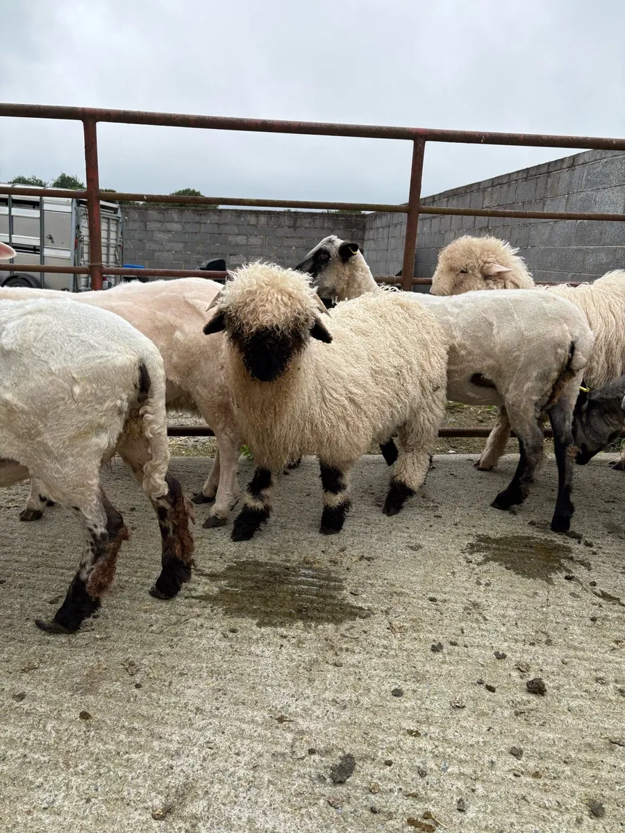Valais Blacknose cross ram lambs for sale - Image 2