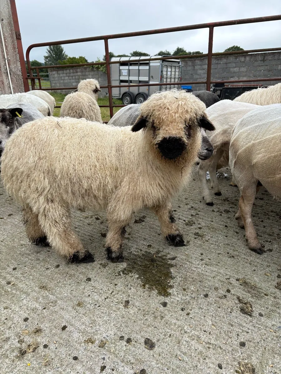 Valais Blacknose cross ram lambs for sale - Image 3