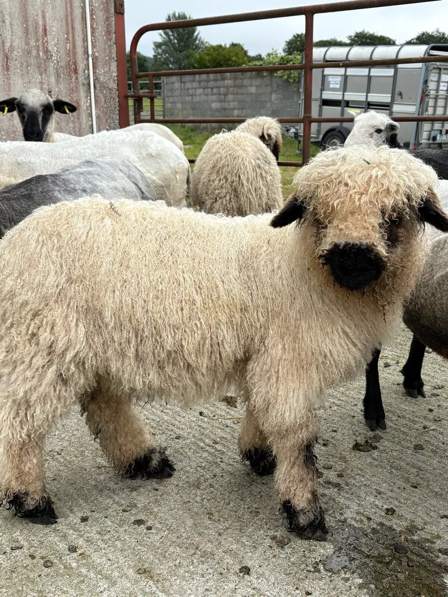 Valais Blacknose cross ram lambs for sale - Image 4