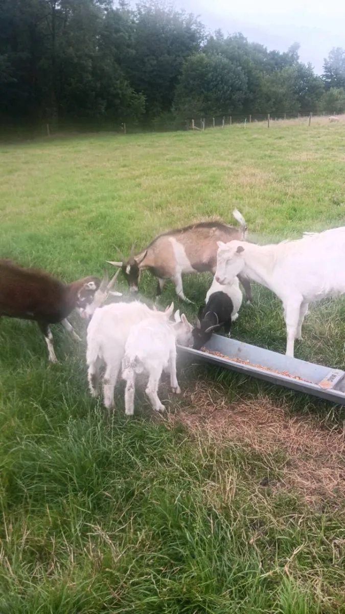 Goats - Image 1