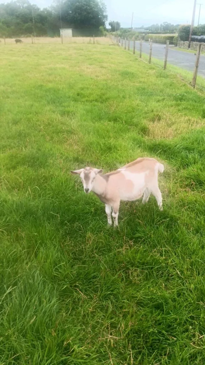 Goats - Image 3