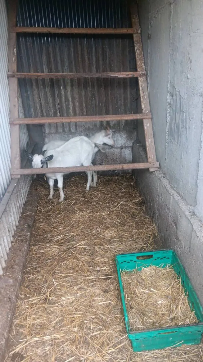 Goats - Image 4