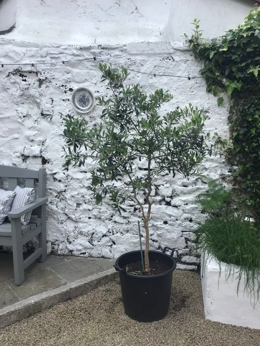 Pair of Olive trees - Image 2