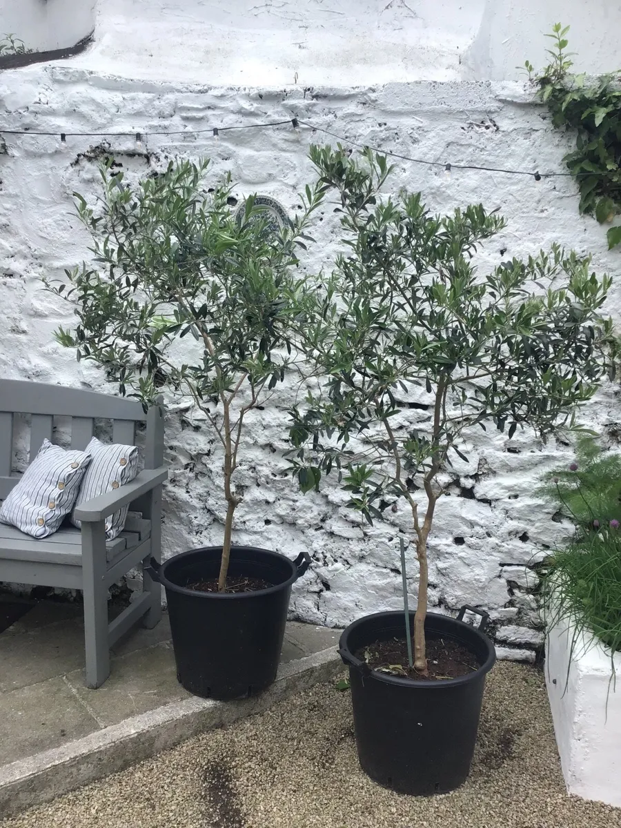 Pair of Olive trees - Image 1