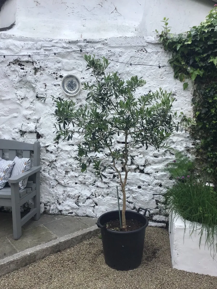 Pair of Olive trees - Image 3
