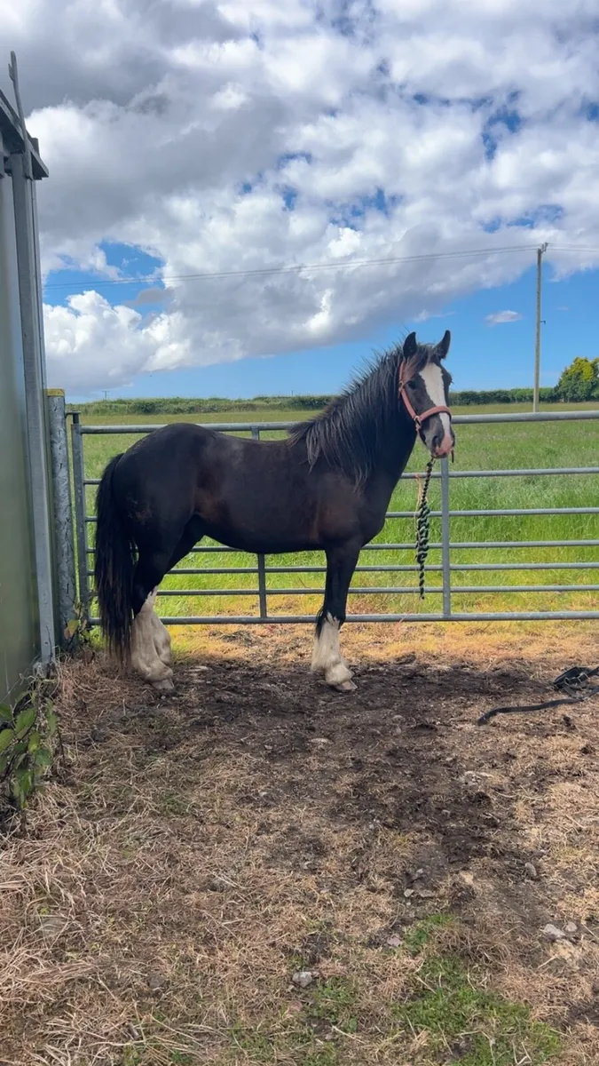 Young cob - Image 2