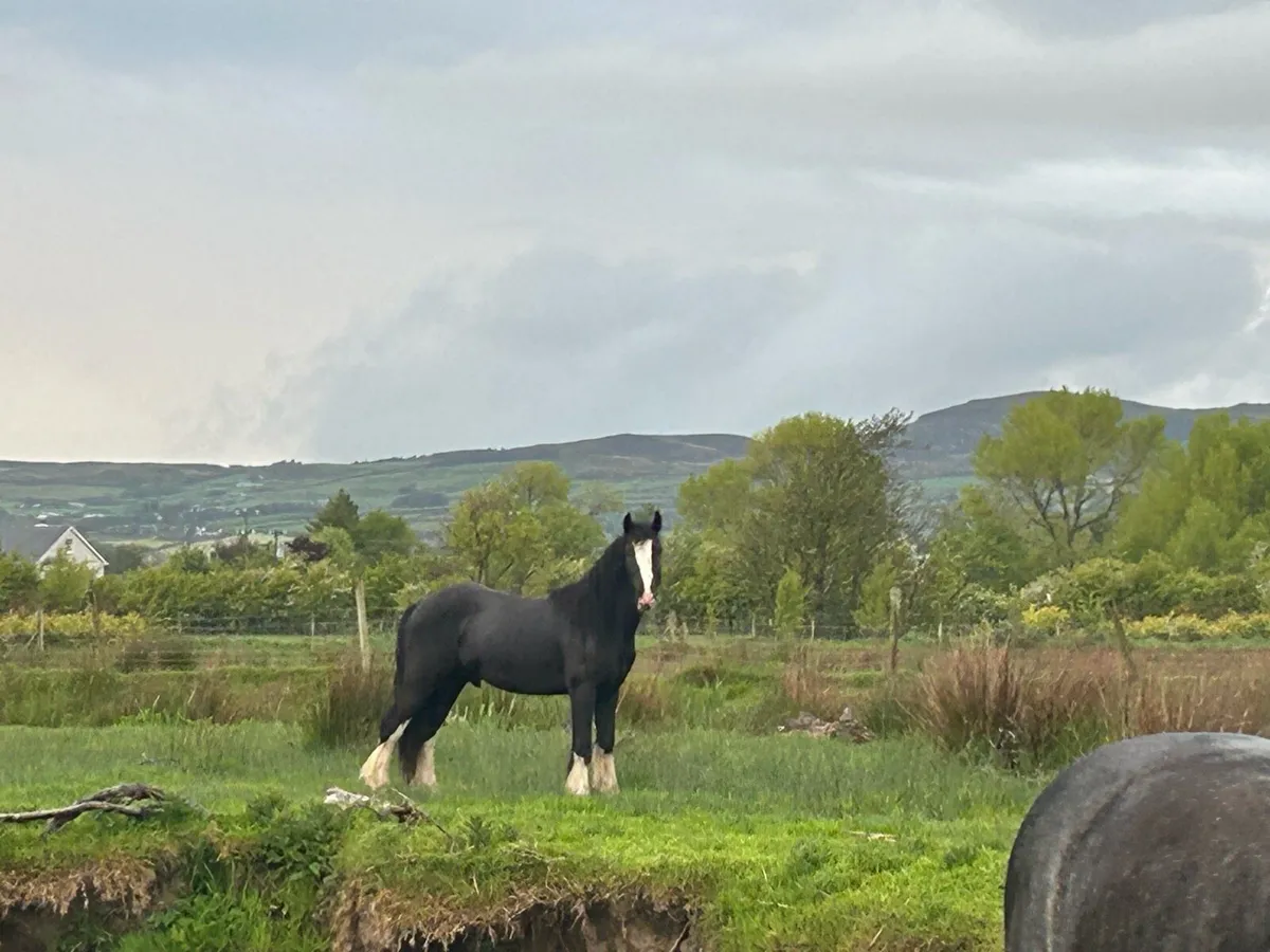 Young cob - Image 3