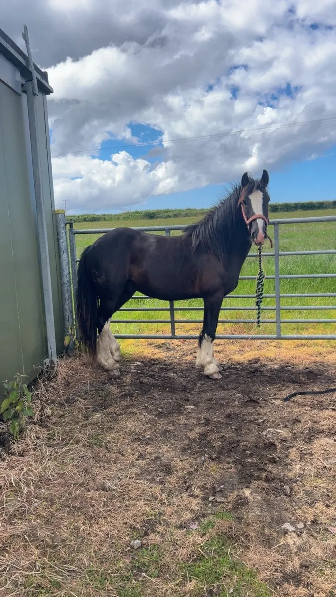 Young cob - Image 1