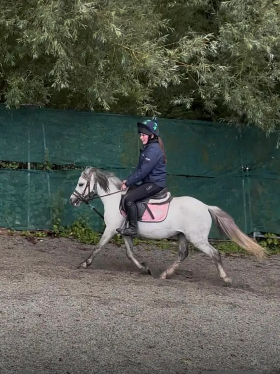 PRETTY WELSH X  GREY L/R PONY - Image 3
