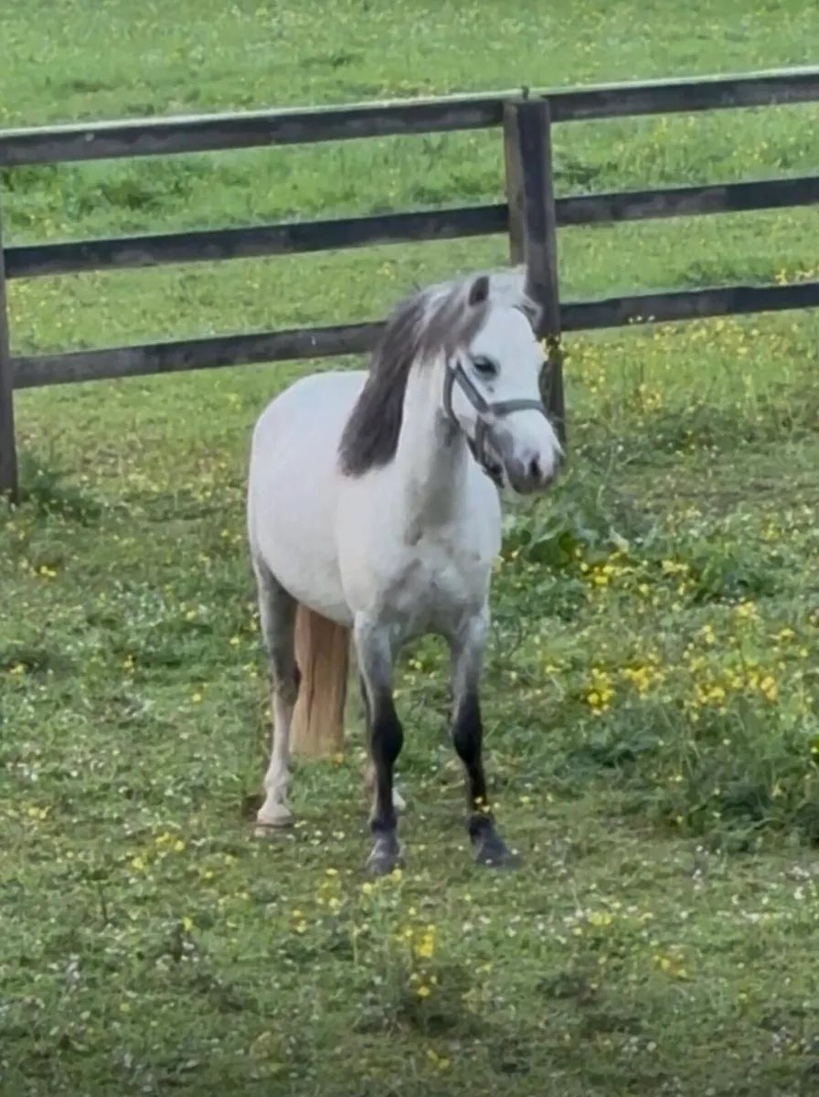 PRETTY WELSH X  GREY L/R PONY - Image 4