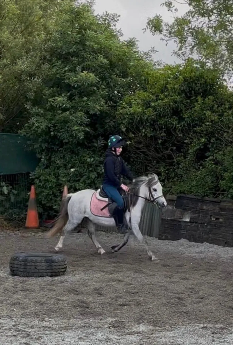 PRETTY WELSH X  GREY L/R PONY - Image 2