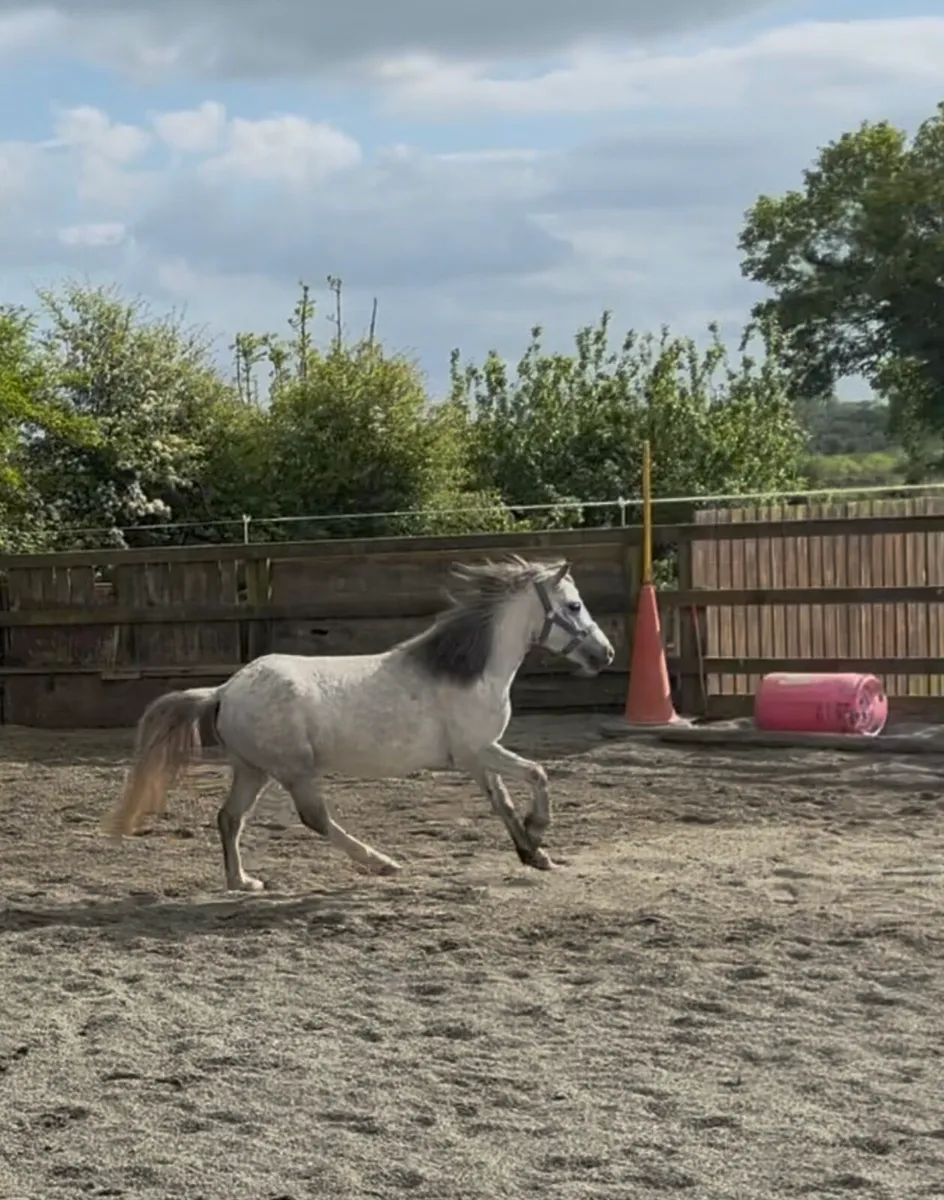 PRETTY WELSH X  GREY L/R PONY - Image 1