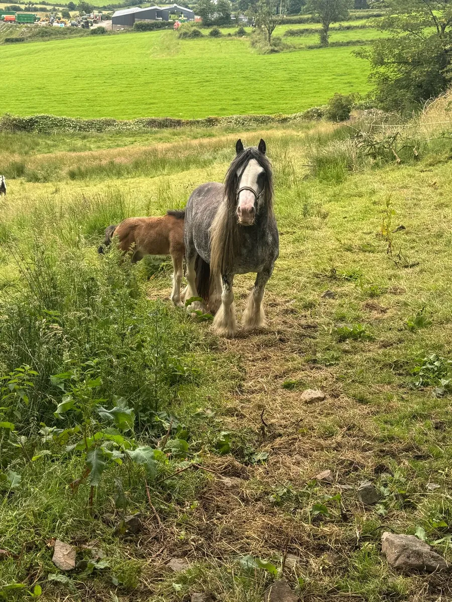 Mare an filly foal - Image 1