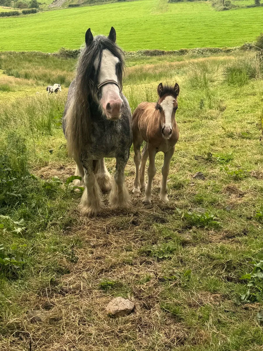 Mare an filly foal - Image 2