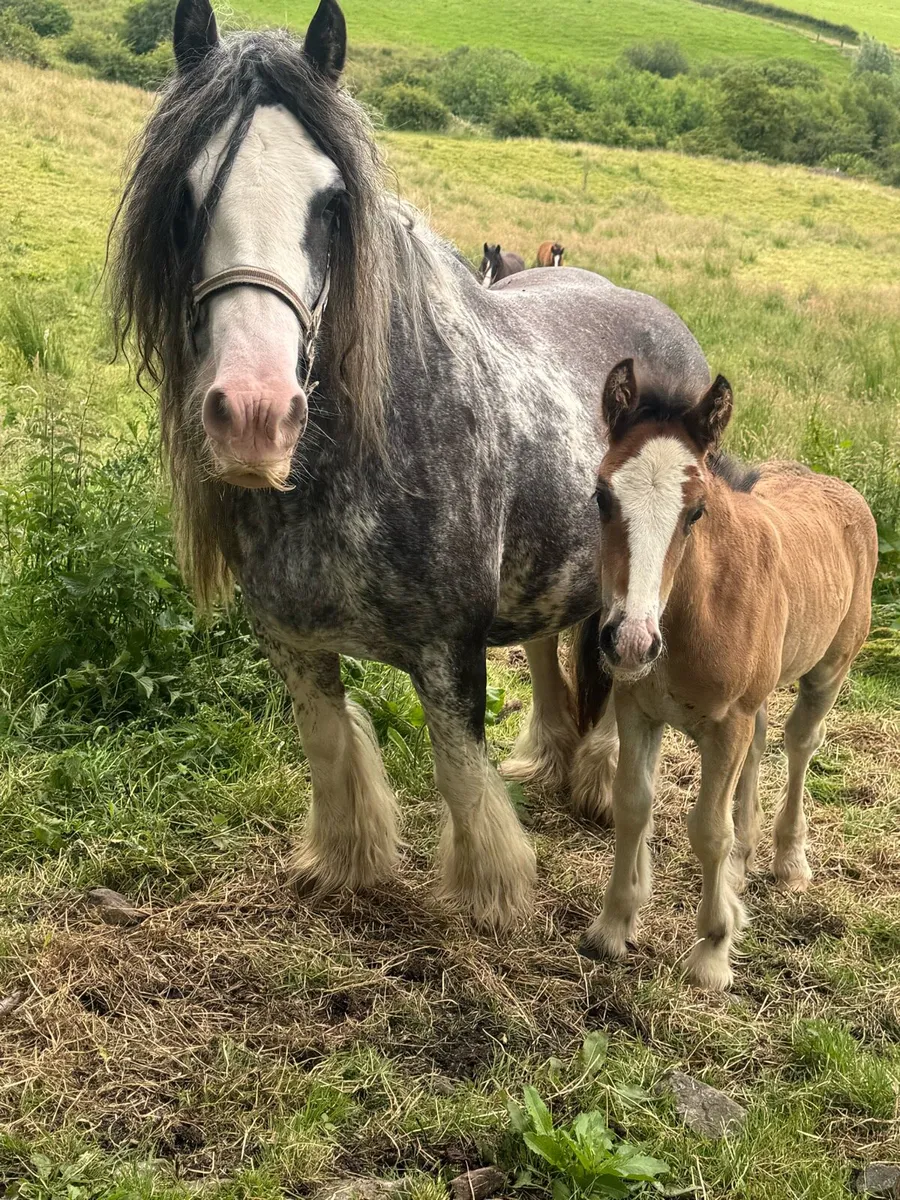 Mare an filly foal - Image 3