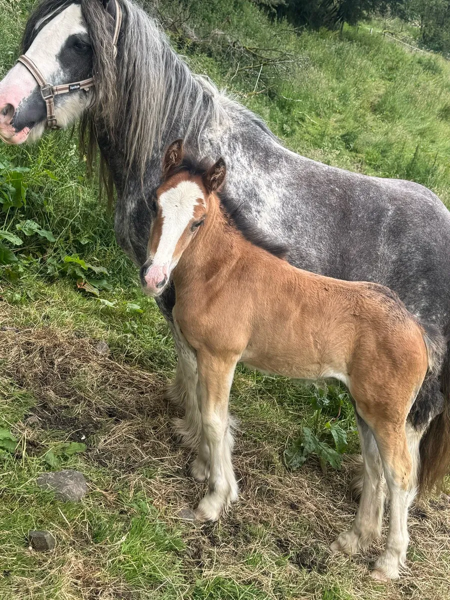 Mare an filly foal - Image 4