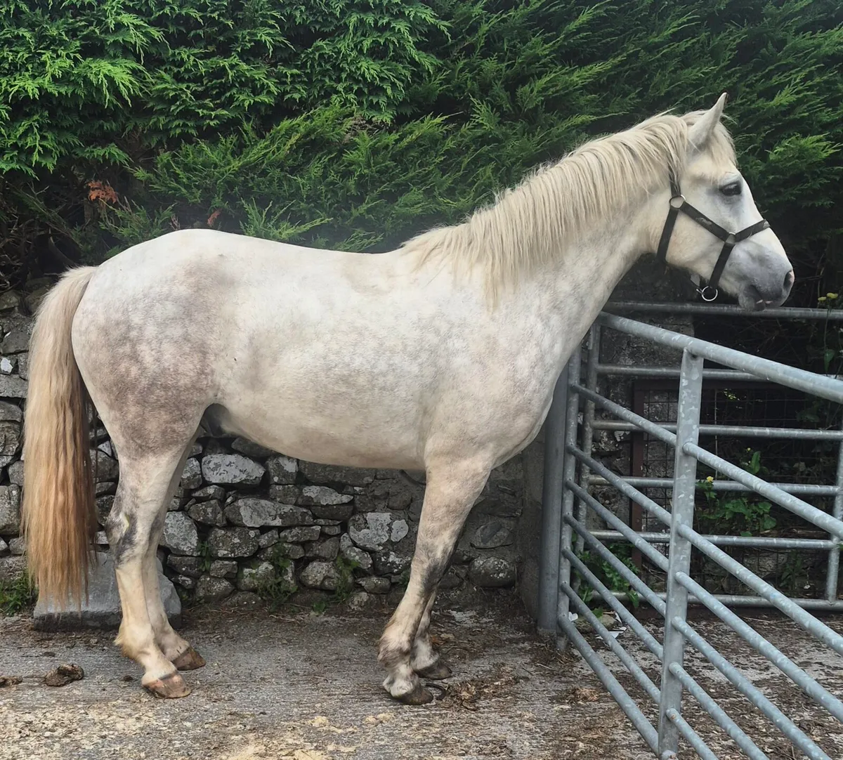 3yo Connemara Gelding - Image 3