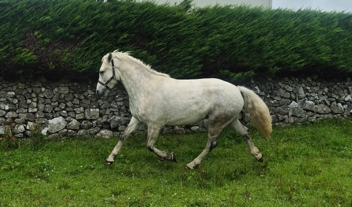 3yo Connemara Gelding - Image 1
