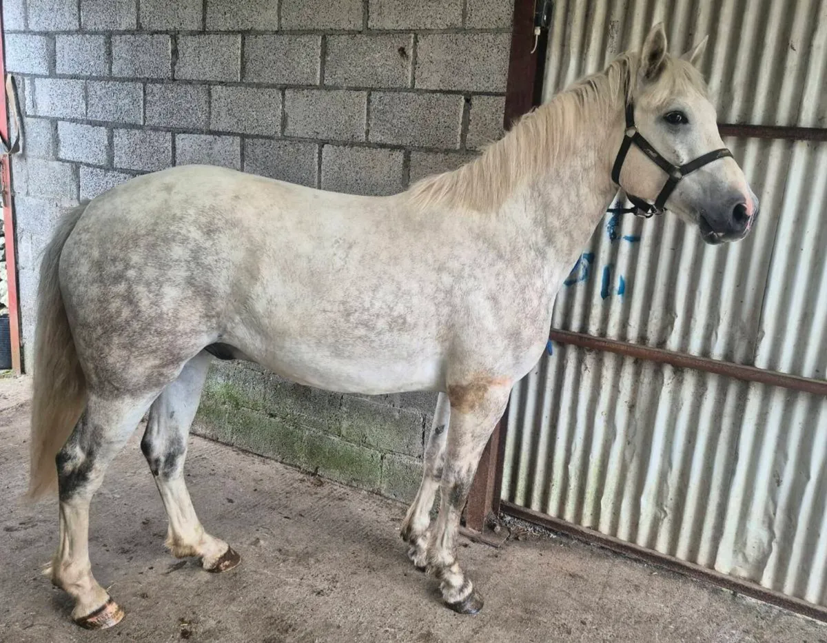 3yo Connemara Gelding - Image 2