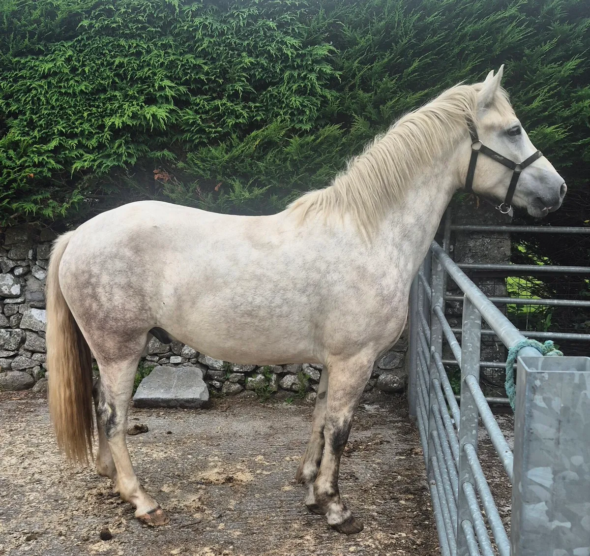 3yo Connemara Gelding - Image 4