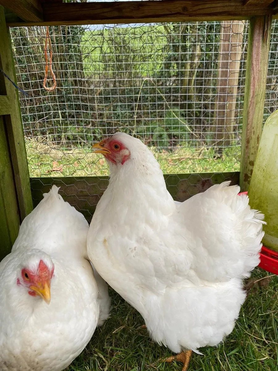 White Wyandotte Bantams