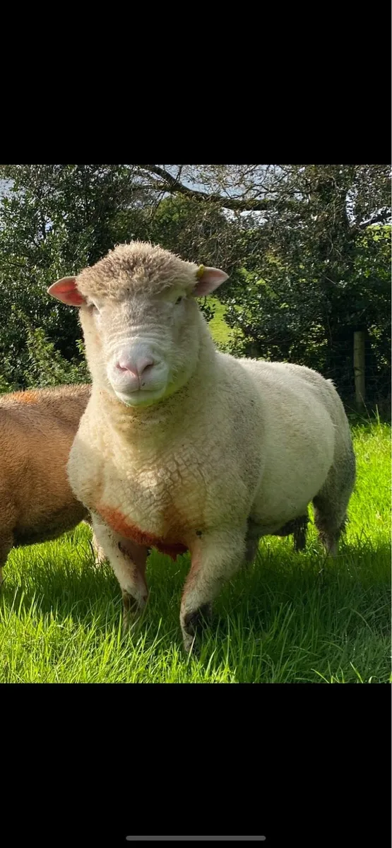 Dorset Ram for Sale and Teaser for Hire - Image 1