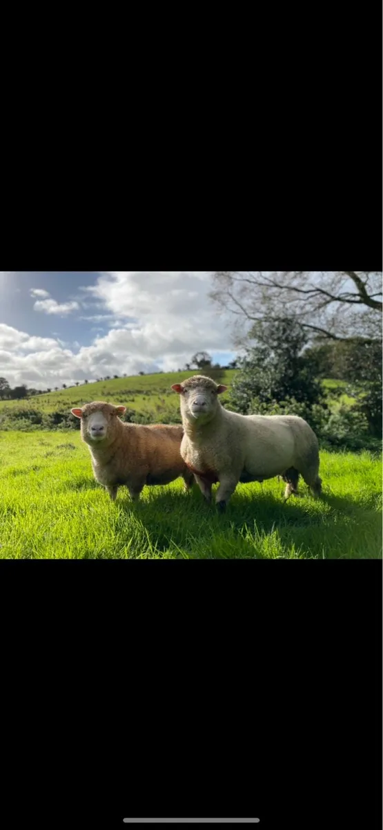 Dorset Ram for Sale and Teaser for Hire - Image 2