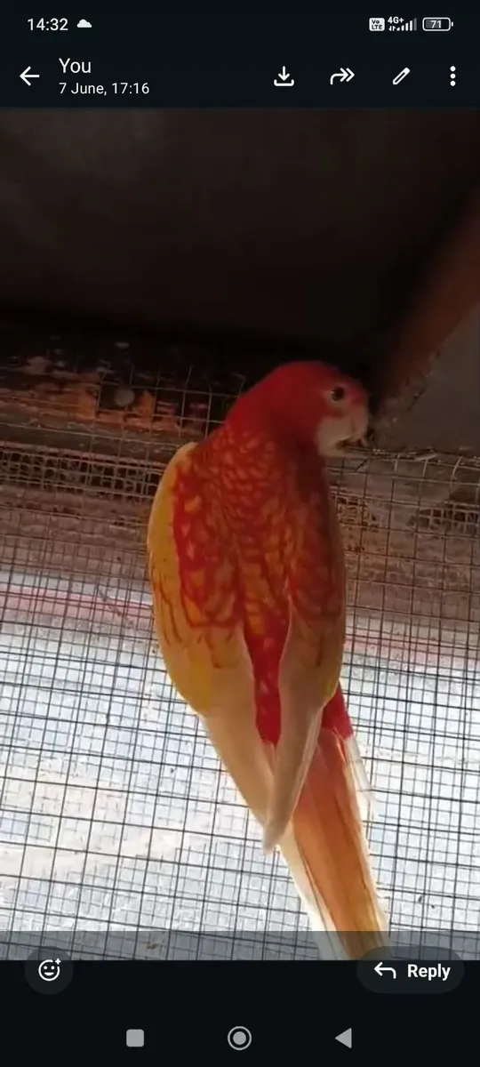 Male Rosella - Image 1