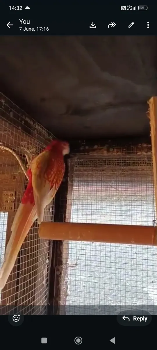 Male Rosella - Image 3