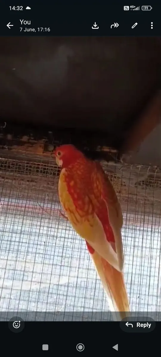 Male Rosella - Image 2