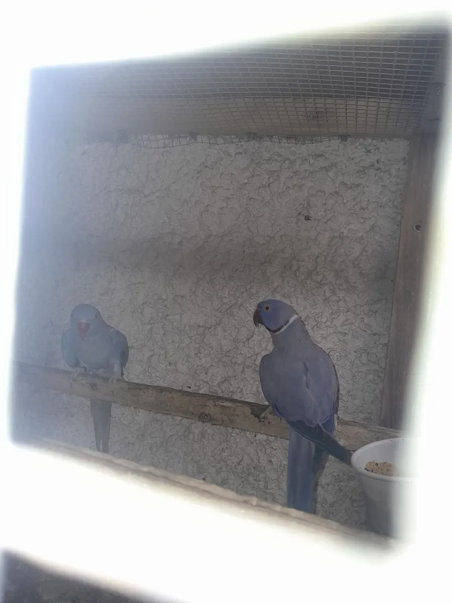 Proven breeding pair voilet ringnecks - Image 1