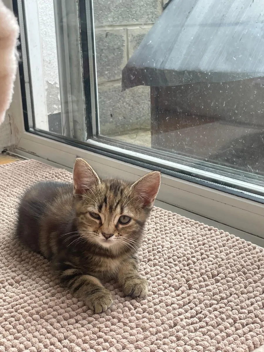 Kittens - Image 1