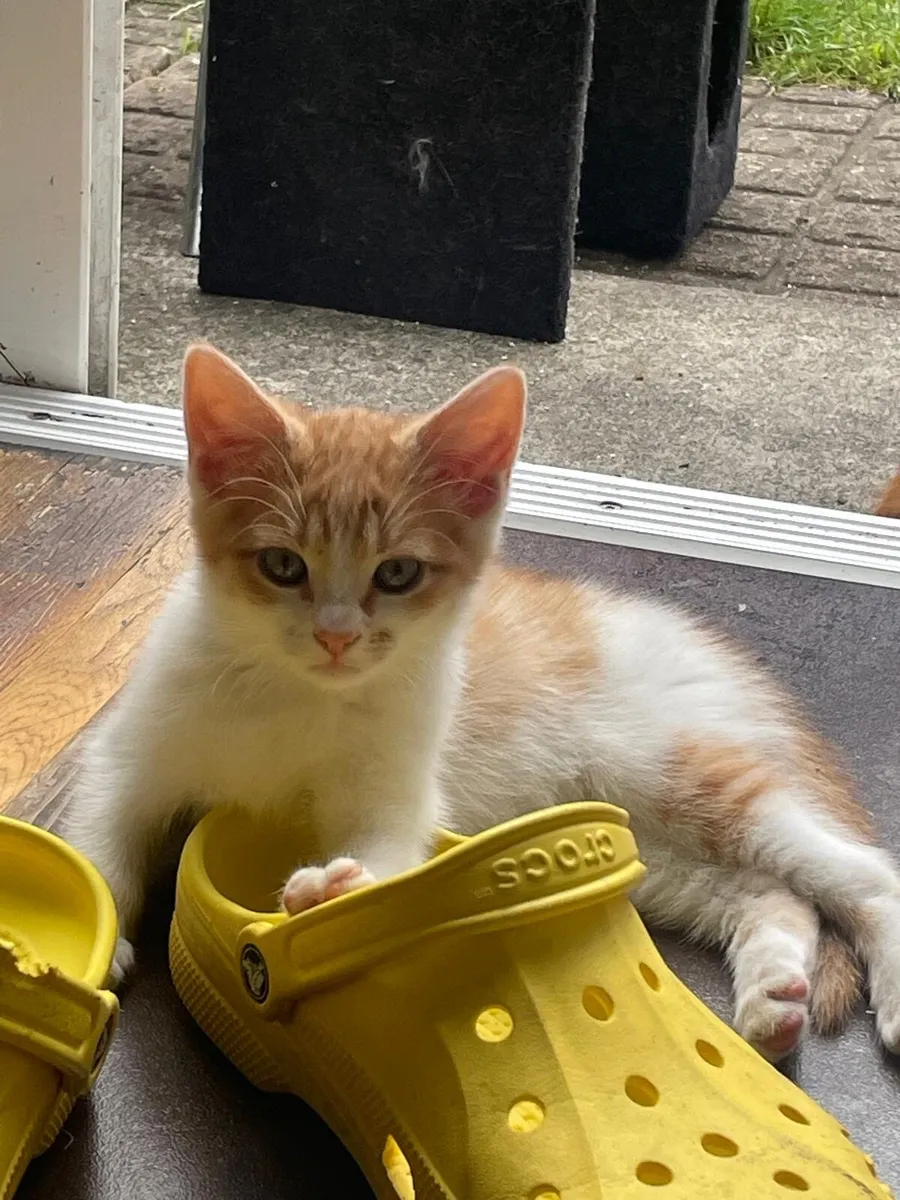 Kittens - Image 2