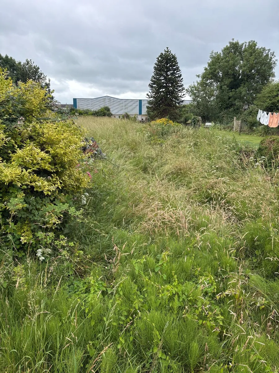 Grass Maintenance - Image 4