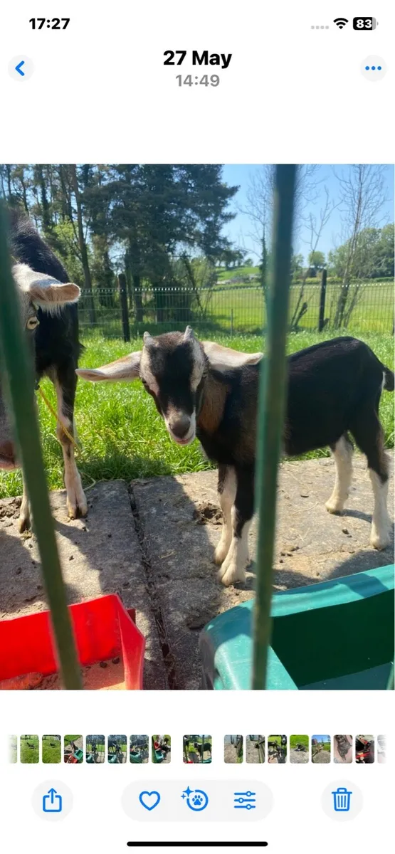 Male kid Goats - Image 1