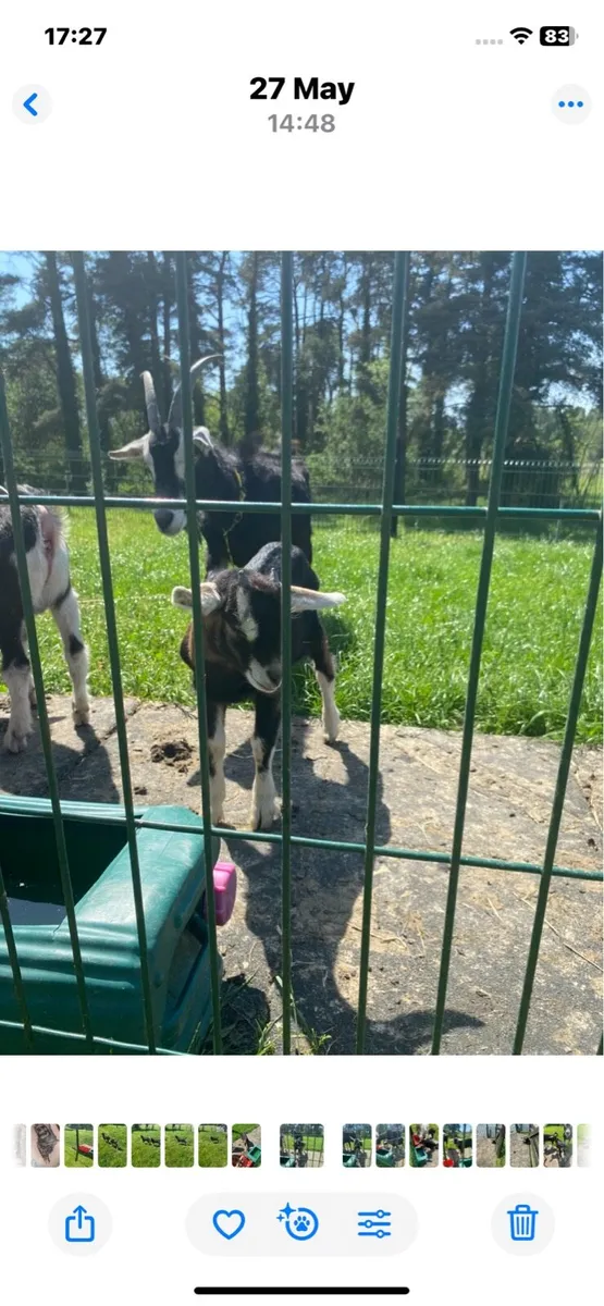 Male kid Goats - Image 3