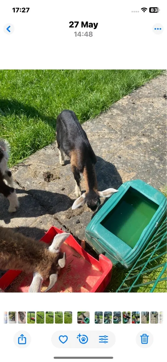 Male kid Goats - Image 4