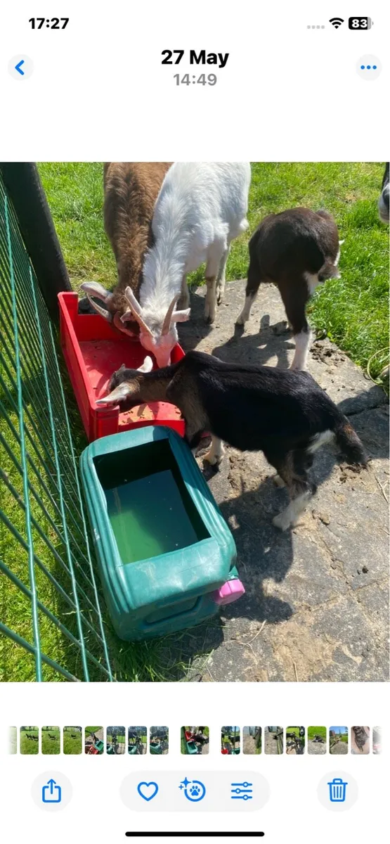 Male kid Goats - Image 2