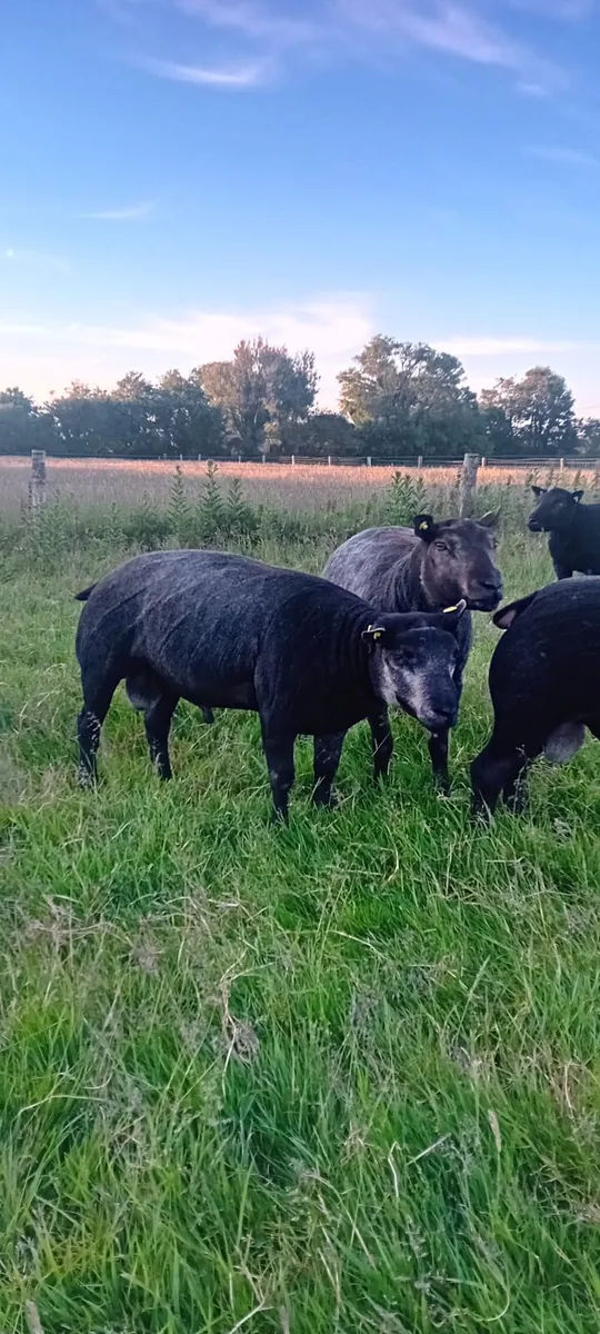 PBR Blue Texel Hogget Rams - Image 4