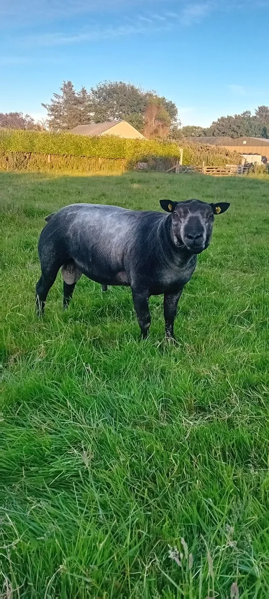 PBR Blue Texel Hogget Rams - Image 1