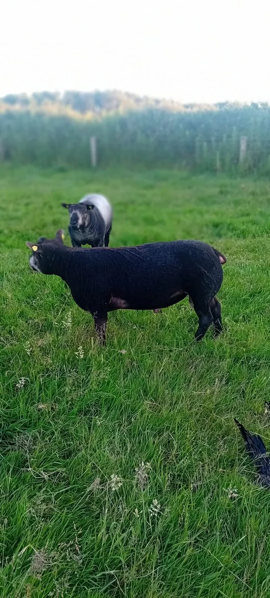 PBR Blue Texel Hogget Rams - Image 2