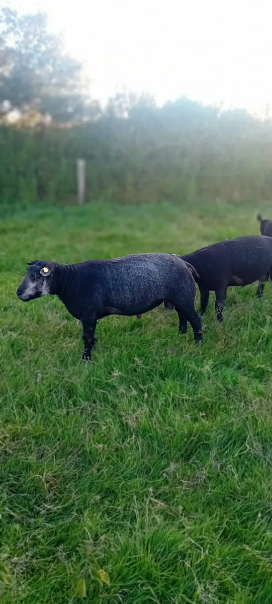 PBR Blue Texel Hogget Rams - Image 3